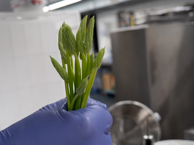 Rezept für einen fruchtig frischen rohen Spargelsalat von der Samsung Hall